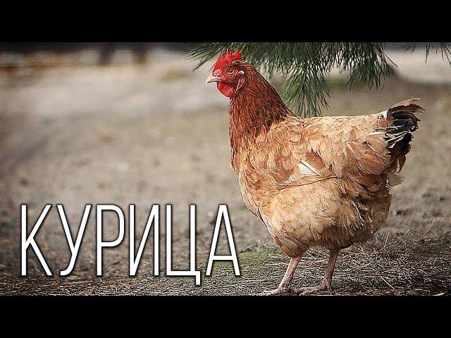 Chicken: The Most Common Bird on Planet Earth | Interesting Facts About Chicken