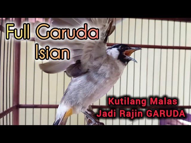 KUTILANG GARUDA Full Isian 100% Ampuh untuk Pancingan & Masteran Kutilang Malas CEPAT NGGARUDA