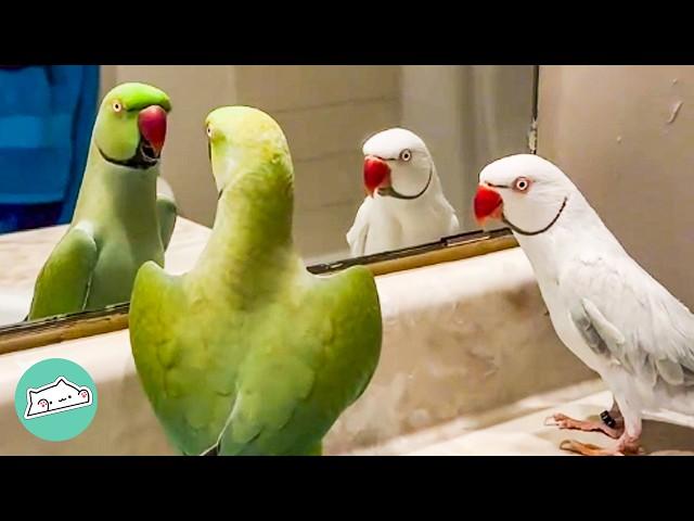 Spicy Parrot Gets An Annoying Brother. But He Melts His Heart | Cuddle Buddies