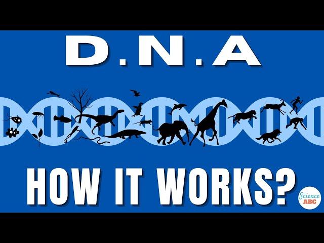 What is DNA and How Does it Work?