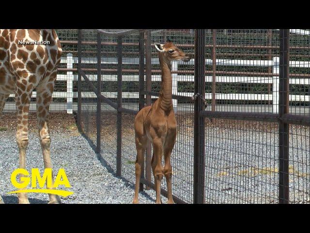 Zoo asks for public’s help naming rare giraffe born without spots l GMA