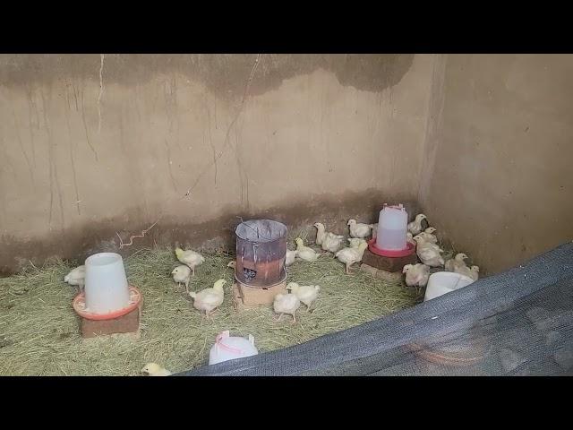 Farming Broiler Chickens Week Two Insights and Progress