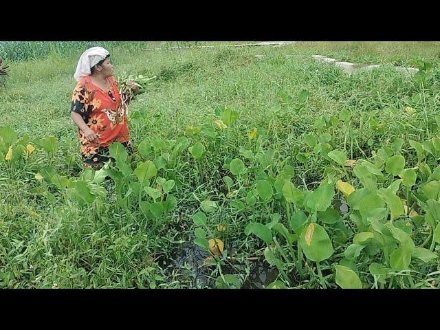 seminggu tidak beli sayur sebanyak ini