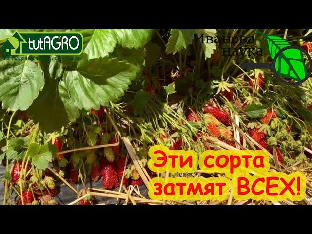 ЭТИ СОРТА ЗАТМЯТ ВСЕХ! Современные сорта земляники садовой / клубники / земклуники. Обзор 10 сортов.