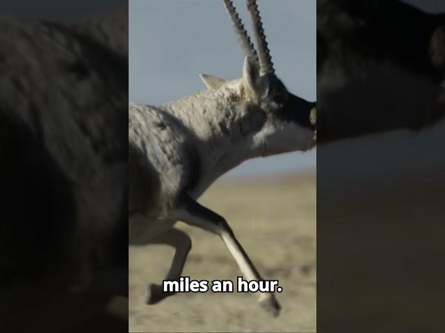 How TIBETAN (HIMALAYAN) WOLF hunt TIBETAN ANTELOPE (CHIRU) in the cold desert of Tibetan Plateau.