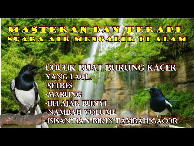 masteran kacer, masteran dan terapi burung kacer suara air mengalir di alam