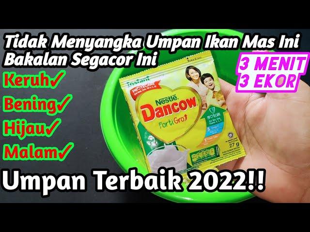 Resep Terbaru!! Asli Tidak Menyangka Bakalan Segacor Ini/Umpan Sadis Nih Bos!! Penguras Empang