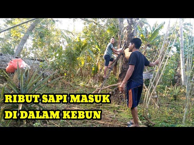 GARA-GARA SAPI MASUK DI DALAM KEBUN || ANAK LORONG EPS 15