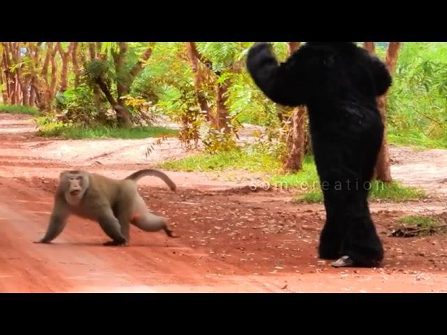 fake gorilla attacking prank video || funny monkey || wild life #money #monkeyprank