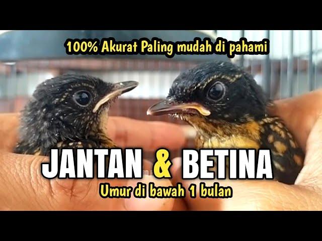 PERBEDAAN MURAI JANTAN DAN BETINA TROTOL PALING AKURAT‼️