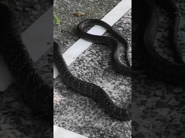 Black Snake at Work #snake #snakevideo