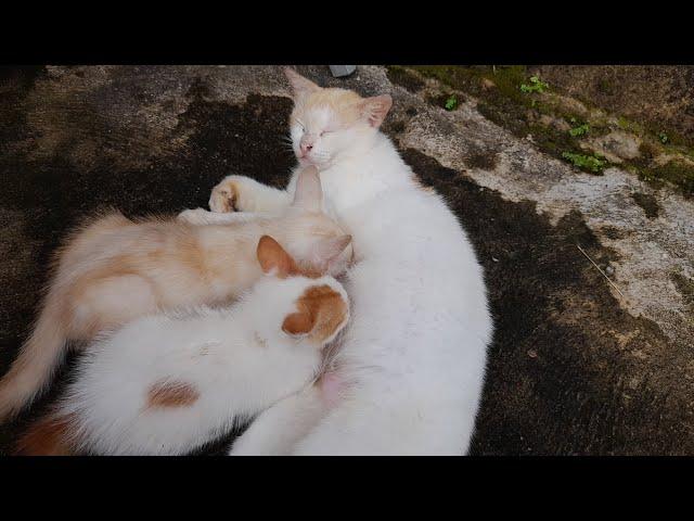 Anak Kucing Lucu Hasil dari perkawinan dengan kucing oneng,#kucing #kawin #kawi