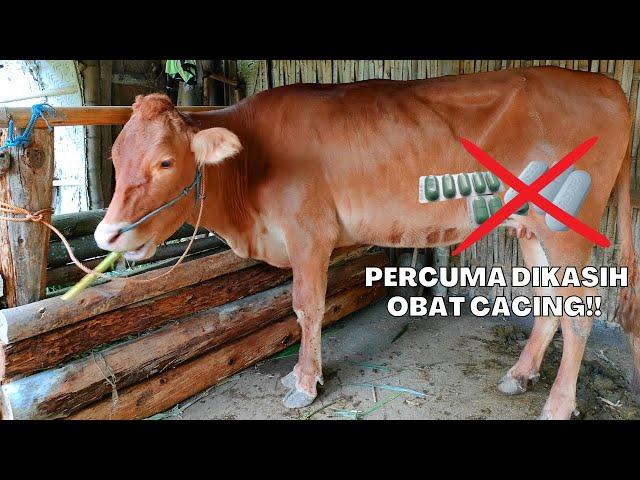 PERCUMA DIKASIH OBAT CACING!! BILA ANDA TIDAK MEMPERHATIKAN HAL INI!