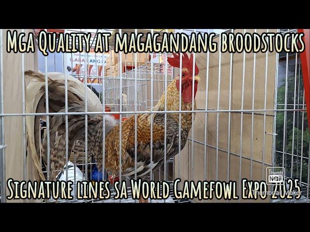 Signature bloodlines World Gamefowl Expo 2025