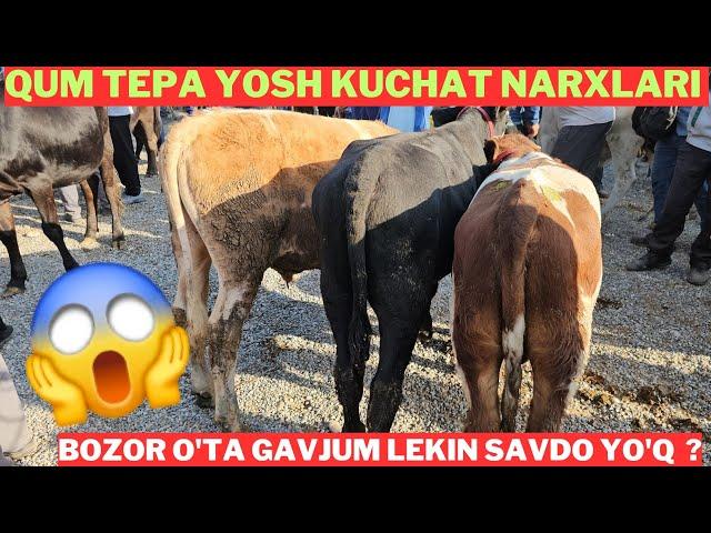 Qum tepa Yosh kuchat buqachalar va xunajin narxlari qanday?