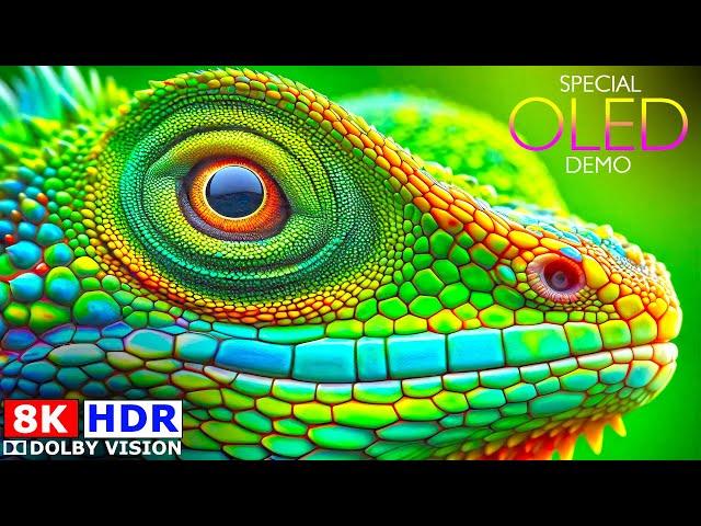 SPECIAL 8K HDR Video | Fantastic 120 FPS Dolby Vision - 4K Video Ultra HD Demo