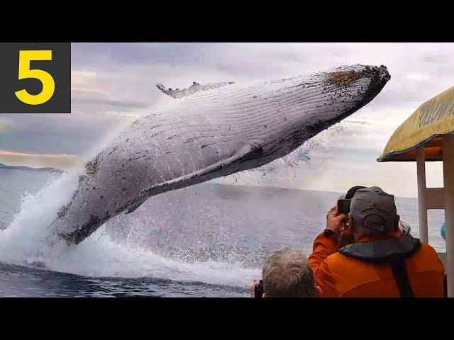 Top 5 AMAZING Whale Spotting Moments