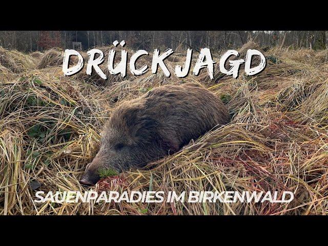 Drückjagd in Bayern | Sauenparadies im Birkenwald |  chris_hunting