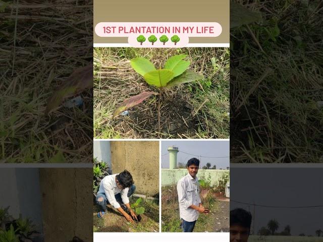 1st Time Plantation in my life ️️