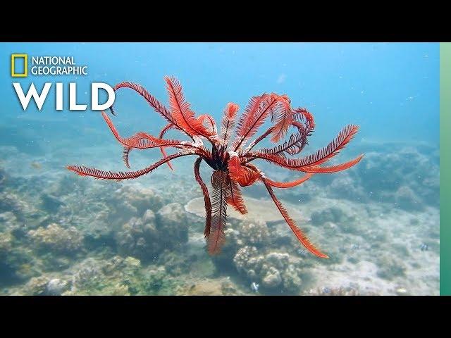 Feather Stars and Their Animal Invaders | Nat Geo Wild