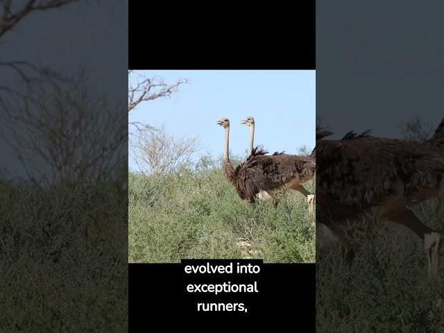 Ostriches The Grounded Giants - Flightless Birds Explained! #animalfacts #ostrich #wildlife #shorts