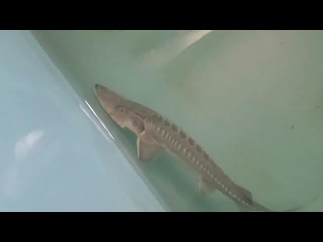 Large Amu Darya shovelnose sturgeon. Nukus Balyk fish hatchery,  Uzbekistan. 15.05.2024