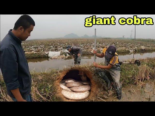 Using A Snake Detector To Detect 2 King Cobras Curled Up In The Cave