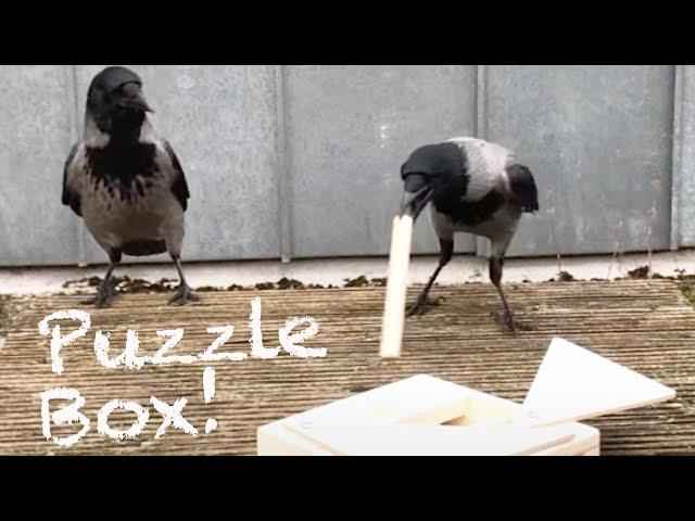 Wild Crows Solving Wood Puzzle