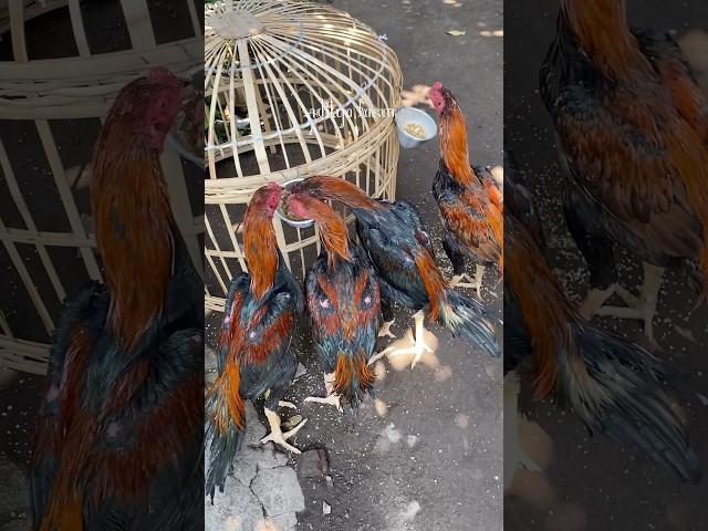 Spill racikan pakan ayam usia 5 bulan | Aditya farm 99