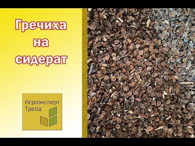 Гречиха на сидерат  - семена в Украине  / Гречка на сидерат  - насіння в Україні 