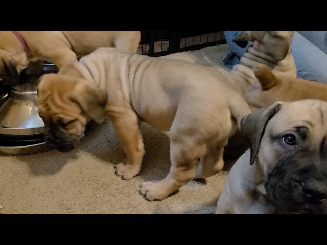 Meet the Boerboel Puppies week 7 Boys