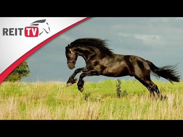 Horses | Frisian horse - the black pearl