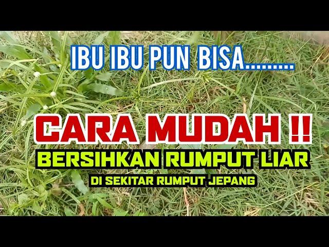 CARA MUDAH BERSIHKAN RUMPUT LIAR DI SEKITAR RUMPUT JEPANG ibu ibu pun bisa dengan alat seadanya.....