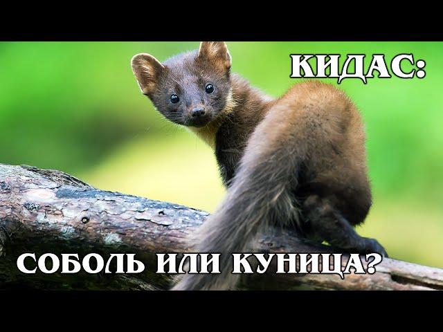 KIDAS: A rare hybrid of European marten and Siberian sable |  Facts about the marten family