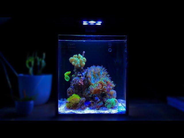 2 Hours of Nano Reef Tank Relaxation [Relaxing Piano Music]