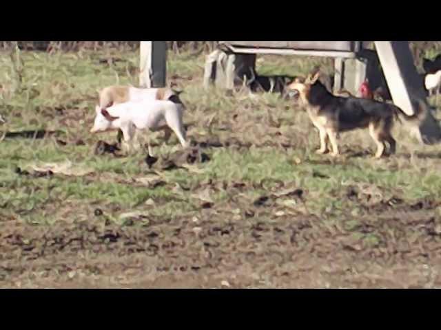 пес джигит очень любит свиней ржака.