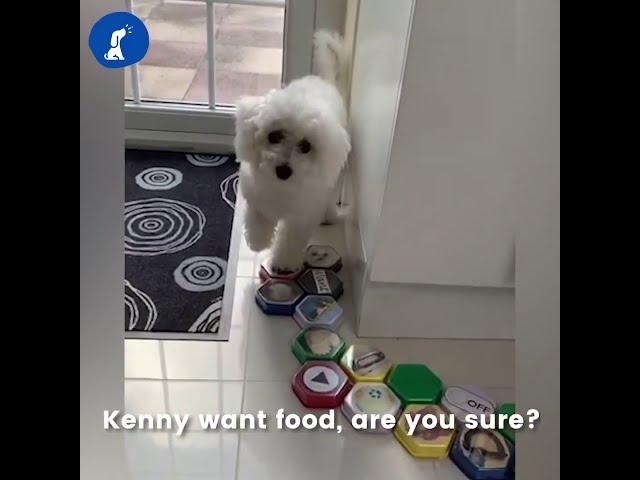 Meet Kenny 'The Talking Dog' Who Uses Buttons To Talk To Us