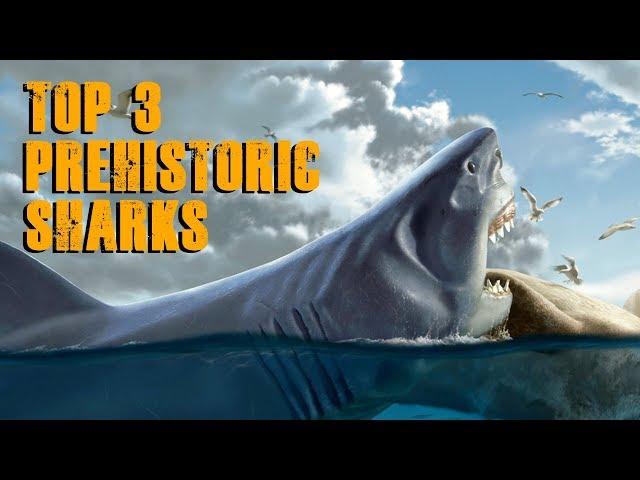 Top 3 Prehistoric Sharks