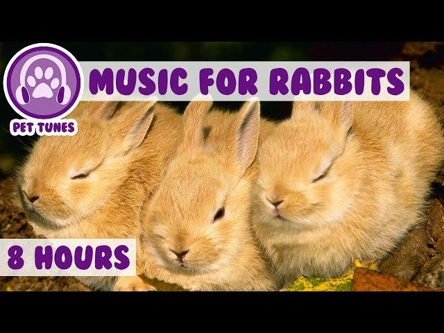 Over 8 HOURS of Relaxing Music for Rabbits! Natural Stress and Anxiety Relief for Rabbits!