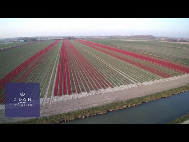 Growing tulips at Dirksland  - island Goeree-Overflakkee  - The Netherlands.