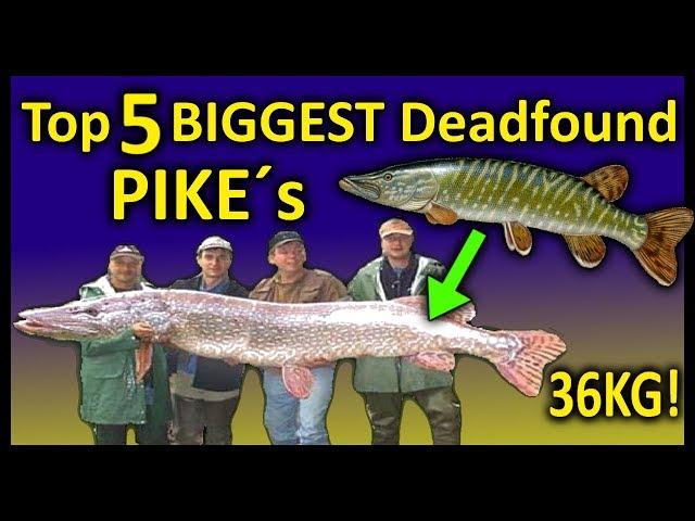 Top 5 BIGGEST Deadfound PIKES | 1,67 Meter PIKE RECORD