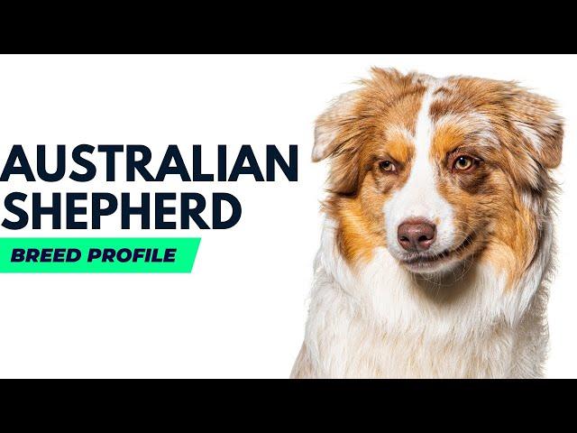 Australian Shepherd Breed History |Australian Shepherd Dog Price #AnimalPlatoon