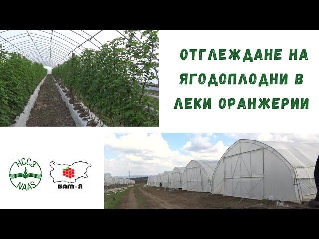 Отглеждане на малини и къпини в леки оранжерии