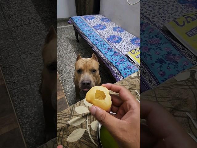 Chatora Bullyvs Gol gappa...  #amanandbully #pitbulldog #americanbully #golgappa