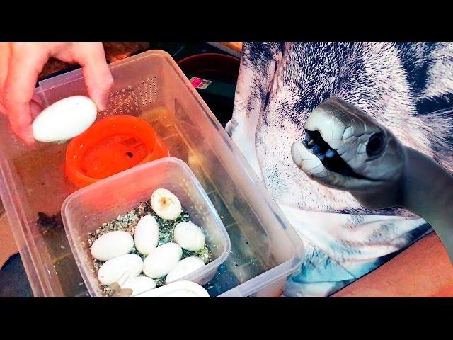 EXTREME MAMBA CAGE CLEANING. Cutting open taipan eggs