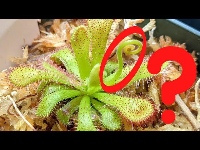 What to Do When Your Sundew Flowers  (plus key facts on Drosera seed propagation)