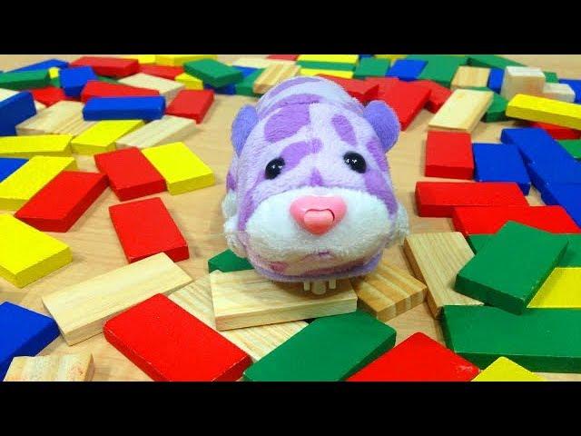 Zhu Zhus in "Domino Disaster" - Zhu Zhu Pets knock Down our Dominoes