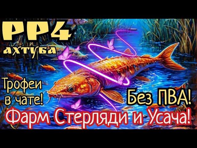 РР4. Новости Ахтубы. Хороший ФАРМ Стерляди и Усача БЕЗ ПВА с Шансом на Трофей!