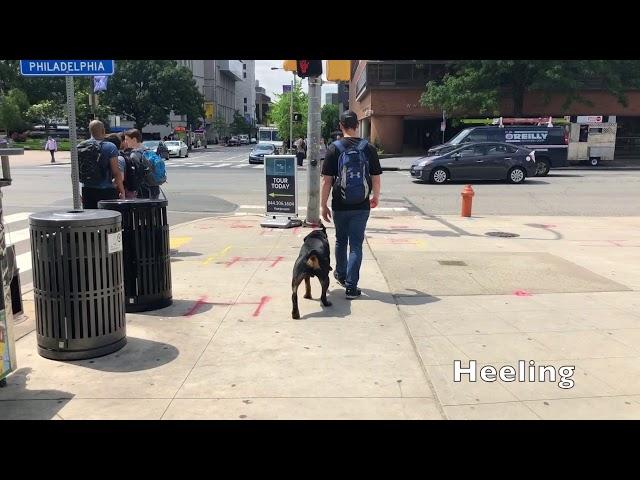 Off Leash K9 Training, Lehigh Valley ||| 2 year old Rottweiler; Zeus, Best Dog Training