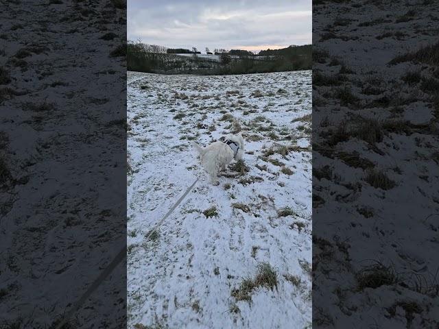 WAIT, mama! #westhighlandwhiteterrier #walkies #dog